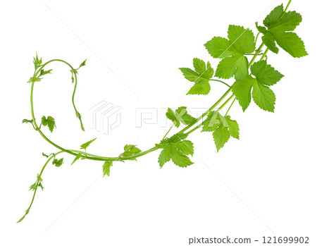 Fresh green hops branch, isolated on a white background. Hop cones with leaf. Organic Hop Flowers. Close up. Brewery 121699902