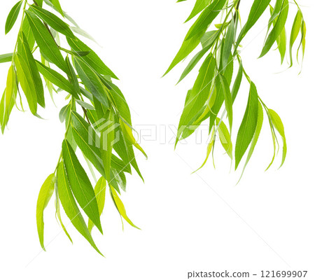 branches of willow with green leaves are isolated on white background. Spring foliage. Willow leaves. 121699907