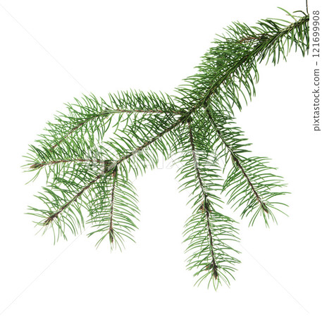 Forest greens. Beautiful pine branches. isolated. Long forest decor. Christmas sale and holiday decor. 121699908