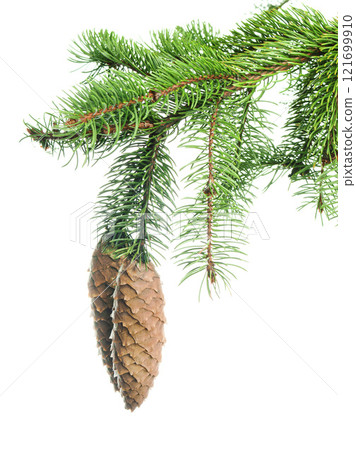 christmas pine tree branch, xmas holiday evergreen fir or spruce decoration. Web banner template. christmas pine tree branch, xmas holiday evergreen fir or spruce decoration. Web banner template. 121699910