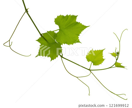 Fresh grapevine with leaves isolated on white. Twig of a grapevine . Green spring vine leaves. Fresh grapevine with leaves isolated on white. Twig of a grapevine . Green spring vine leaves. 121699912