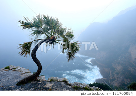 Palm Tree Battling Intense Storm Winds 121700094
