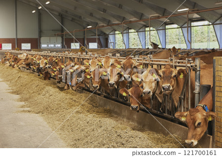 Cute Jersey cows on a farm in Denmark Cute Jersey cows on a farm in Denmark 121700161