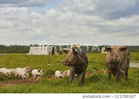 Eco pig farm in the field in Denmark 121700167