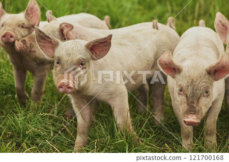 Eco pig farm in the field in Denmark. Cute piglets in the pasture Eco pig farm in the field in Denmark. Cute piglets in the pasture 121700168