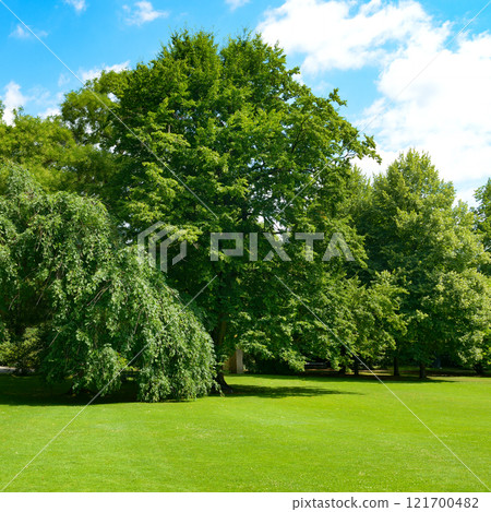 Green grass and trees in picturesque clearing in the park. Green grass and trees in picturesque clearing in the park. 121700482