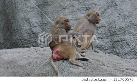 Baboon animal on rock 121700575