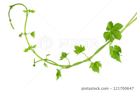 Fresh green hops branch, isolated on a white background. Hop cones with leaf. Organic Hop Flowers. Close up. Brewery 121700647