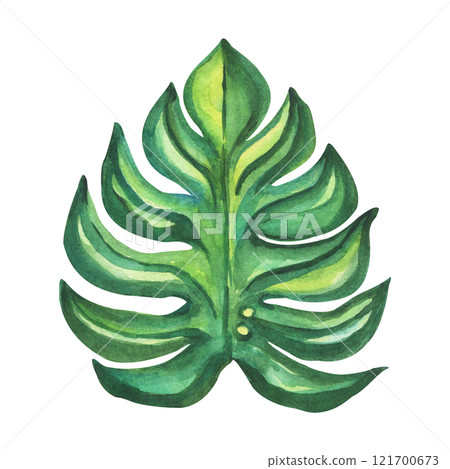 Monstera, a tropical leaf hand-drawn in watercolor highlighted on a white background. Isolated illustration for postcards, textiles, and prints. 121700673