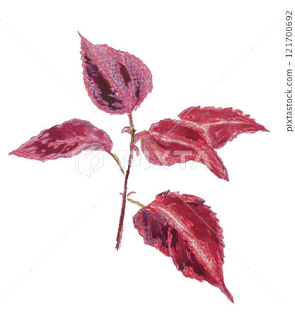 Perilla colored pencil illustration Perilla colored pencil illustration 121700692