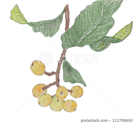 Colored pencil illustration of loquat leaves 121700693