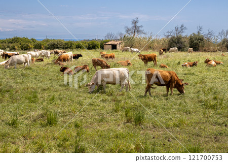 Cows on a pasture outdoor, Sicily, Italy 121700753