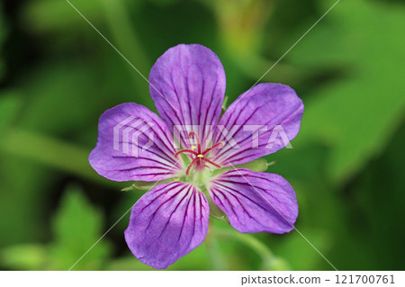 Purple cranesbill flower in close up Purple cranesbill flower in close up 121700761