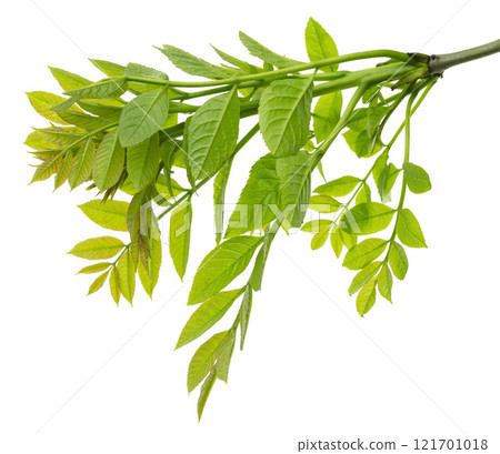 Green leaves isolated on white background. spring foliage. Elderberry isolated on white background. Green leaves isolated on white background. spring foliage. Elderberry isolated on white background. 121701018