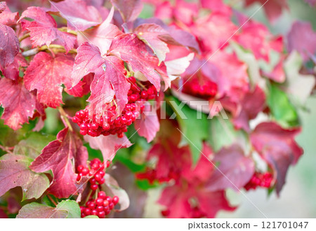 Vivid red berries nestled among colorful autumn leaves in a serene setting Vivid red berries nestled among colorful autumn leaves in a serene setting 121701047