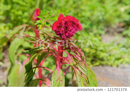 Flowers of Celosia cristata is growing in garden. Perennial ornamental plant. Flowers in meadow. Sunny day. 121701378