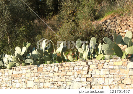 Cacti on stone wall in summer. Background for design. Nature and buildings. Cacti on stone wall in summer. Background for design. Nature and buildings. 121701497