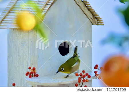 A white-eye eating at a bird feeder that also serves as a nest box. A white-eye eating at a bird feeder that also serves as a nest box. 121701709