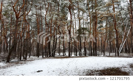 View on snowbound lawn at pine woodland at winter day. Snow-covered branches of coniferous trees at wild forest. Beautiful nature landscape at background. Tranquil and idyllic scene concept View on snowbound lawn at pine woodland at winter day. Snow-covered branches of coniferous trees at wild forest. Beautiful nature landscape at background. Tranquil and idyllic scene concept 121701795