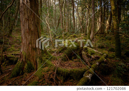 In the dim forest of Aokigahara at the foot of Mount Fuji 121702086