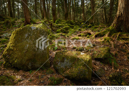 富士山腳下黑暗森林中的青木原樹海 121702093