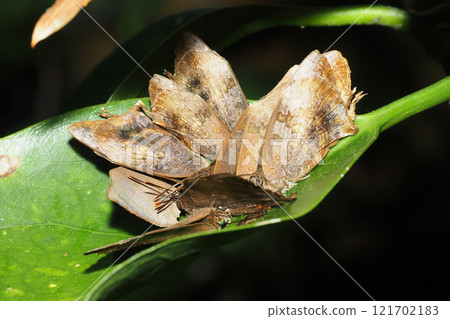 Purple martins (10 birds) hibernating on the leaves of a aucuba tree 121702183