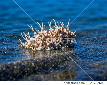 A large, white, spiky plant is floating in the ocean 121702608