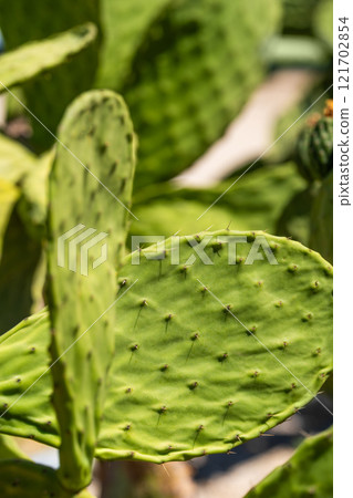 Prickly pear or Indian fig opuntia cactus. Barbary fig or spineless cactus with small fruits Prickly pear or Indian fig opuntia cactus. Barbary fig or spineless cactus with small fruits 121702854