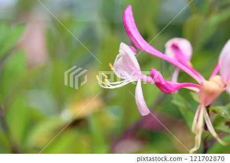 Honeysuckle Flower Honeysuckle Flower 121702870