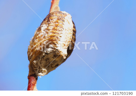 Bell-bellied praying mantis eggs 121703190