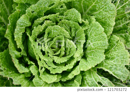 大白菜田 121703272