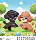 Toy poodles playing 121703383