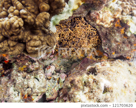 一隻巨大而神秘美麗的白頂鶴(海星科)。 觸手動了。伊豆半島加茂郡南伊豆町中木広濱 一隻巨大而神秘美麗的白頂鶴(海星科)。 觸手動了。伊豆半島加茂郡南伊豆町中木広濱 121703620