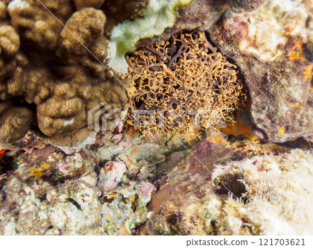 一隻巨大而神秘美麗的白頂鶴（海星科）。 觸手動了。伊豆半島加茂郡南伊豆町中木広濱 121703621