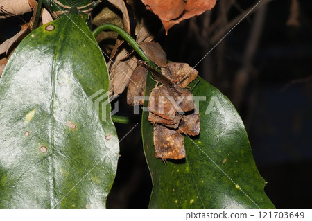 Purple martins (9 individuals) hibernating on the leaves of a aucuba tree 121703649