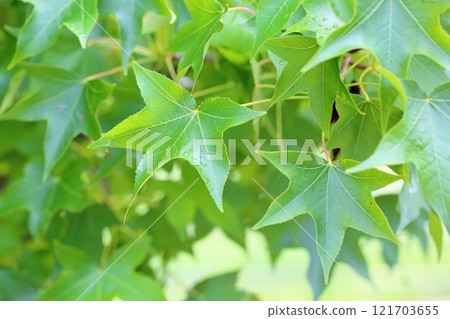 Refreshing green leaves of maple 121703655