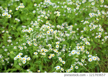 清爽的姬瓊花 清爽的姬瓊花 121703657