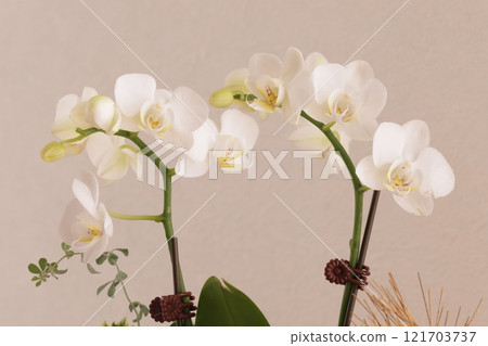 White butterfly orchid White butterfly orchid 121703737