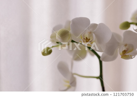 白色蝴蝶蘭花 白色蝴蝶蘭花 121703750