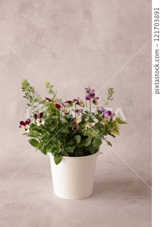 種植中提琴 121703891