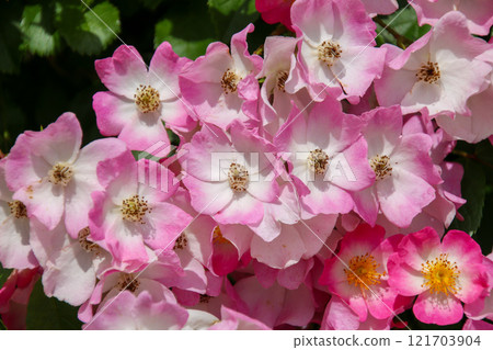 玫瑰 玫瑰 121703904