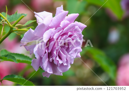 rose	 121703952