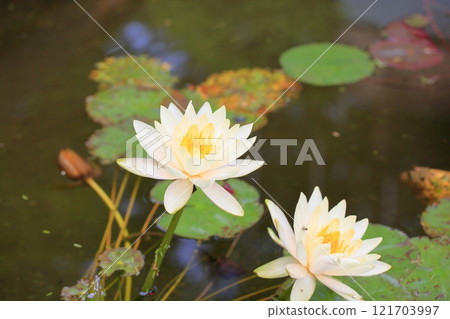 Water lilies 121703997
