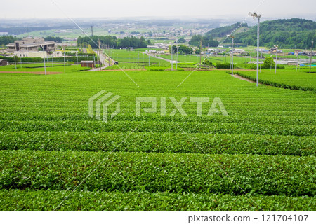 山麓廣闊的茶田(四日市市水澤町水澤茶、伊勢茶) 山麓廣闊的茶田(四日市市水澤町水澤茶、伊勢茶) 121704107