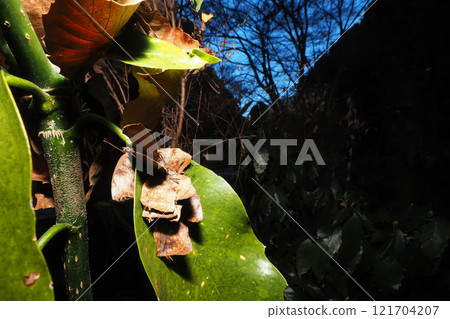 Purple martins (9 individuals) hibernating on the leaves of a aucuba tree Purple martins (9 individuals) hibernating on the leaves of a aucuba tree 121704207
