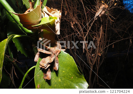 Purple martins (9 individuals) hibernating on the leaves of a aucuba tree 121704224