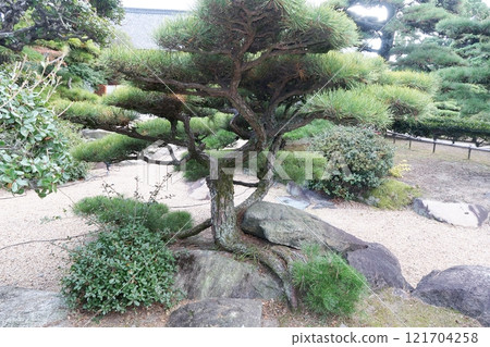 The Tenacity Pine Tree in Hiunkaku Garden 121704258