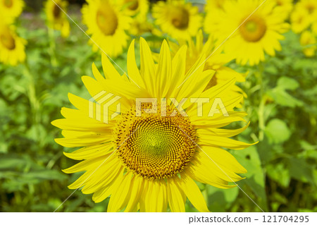 summer sunflowers 121704295