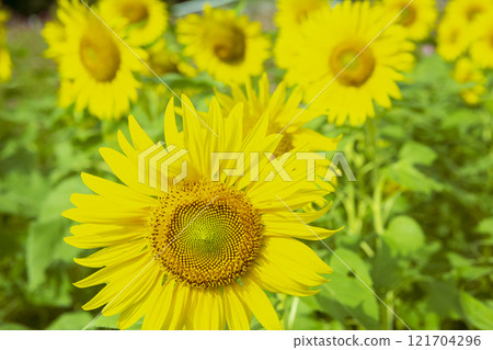 summer sunflowers 121704296