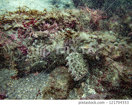 Big rockfish Big rockfish 121704353